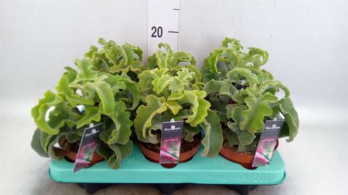 <h4>Kalanchoe NF ...</h4>