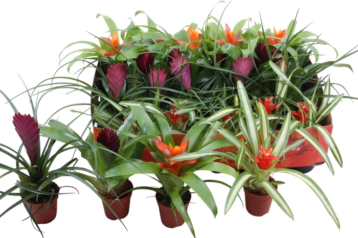 <h4>BROMELIA GEM</h4>