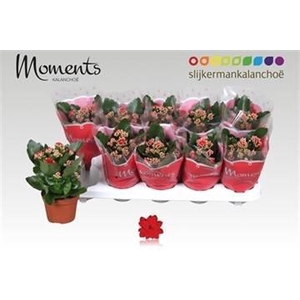 KALAN CALAN RED SECRET