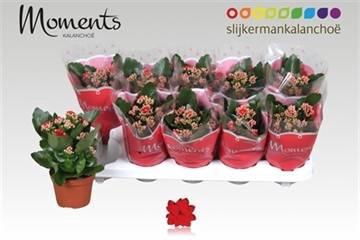 <h4>KALAN CALAN RED SECRET</h4>