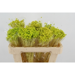 DF Berina Light Green Bs