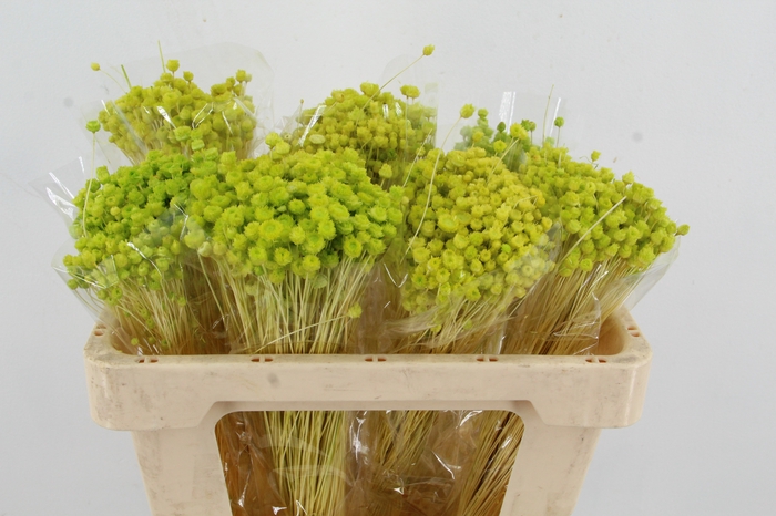 <h4>DF Berina Light Green Bs</h4>