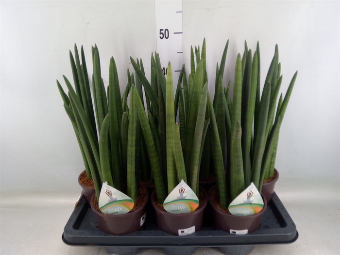 <h4>Sansevieria cyl.  ...</h4>