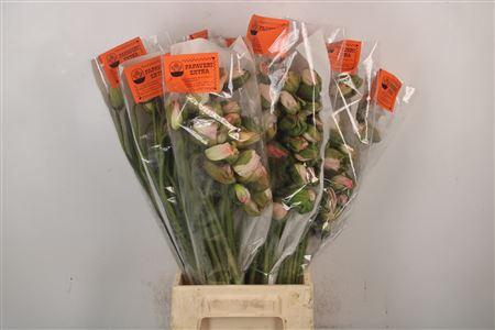 <h4>Papaver. Light Pink Ex Per Stem</h4>