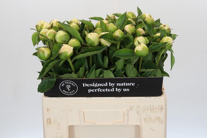 <h4>Paeonia Bridal Gown</h4>