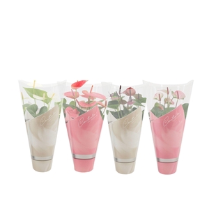 Anthurium 14 cm Pastel mix in Couture sleeve