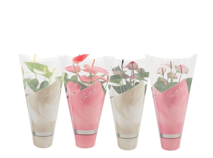 <h4>Anthurium 14 cm Pastel mix in Couture sleeve</h4>