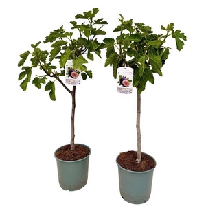 Ficus carica