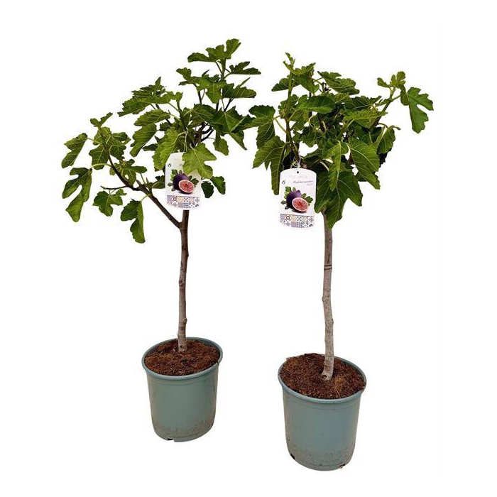 <h4>Ficus carica</h4>