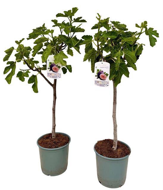 Ficus carica