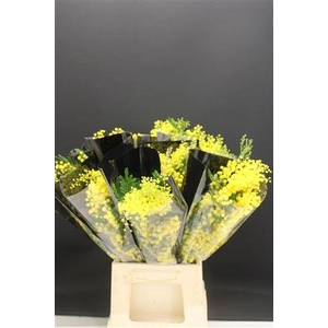 Mimosa Mirandole 200gr