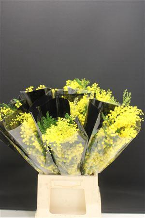 <h4>Mimosa Mirandole 200gr</h4>