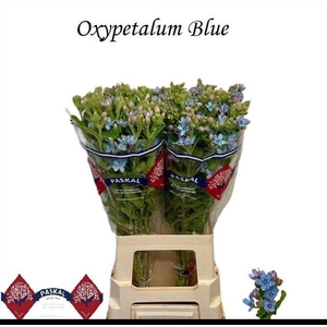 OXY CO TAN PURE BLU