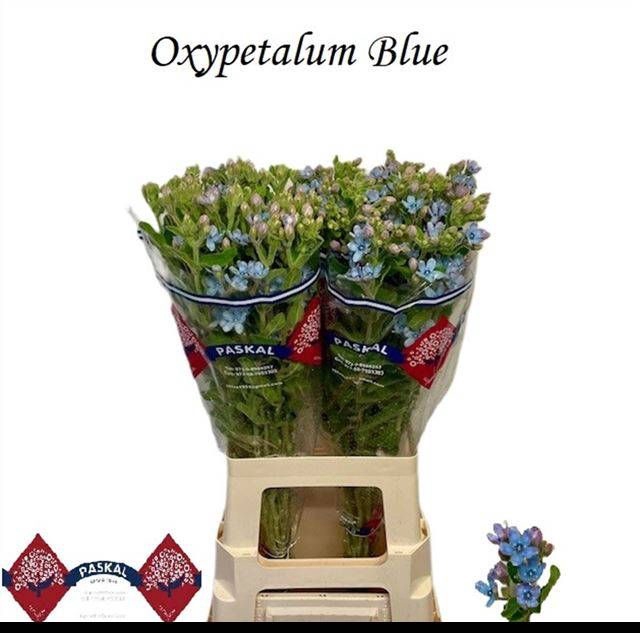 <h4>OXY CO TAN PURE BLU</h4>