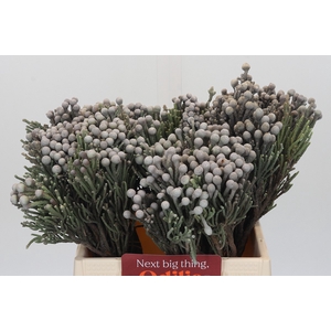 Kaaps Groen Silver Brunia