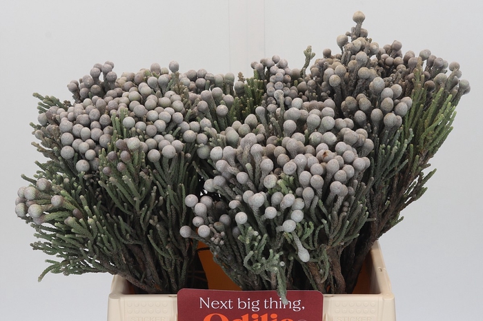 <h4>Kaaps Groen Silver Brunia</h4>