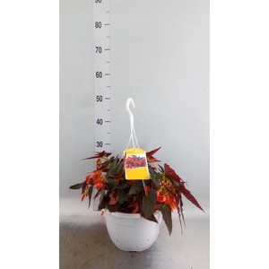 Begonia boliv. 'Bonaparte Orange'