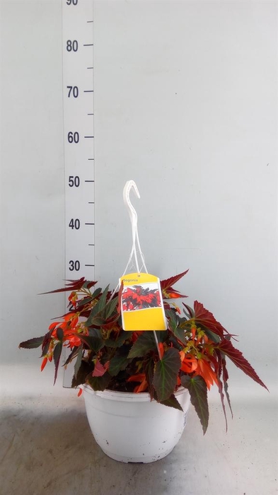 <h4>Begonia boliv. 'Bonaparte Orange'</h4>