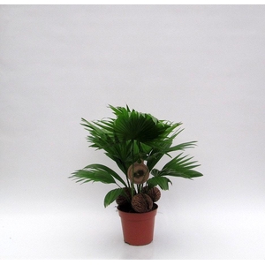 Livistona rotundifolia