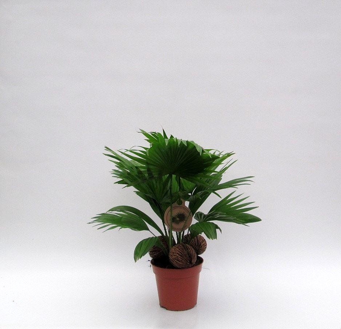 <h4>Livistona rotundifolia</h4>