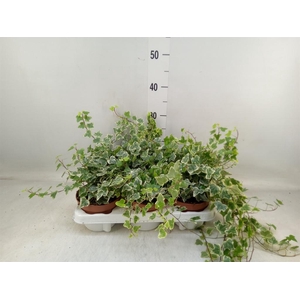 Hedera helix 'White Wonder'