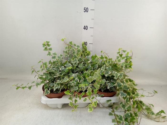 <h4>Hedera helix 'White Wonder'</h4>