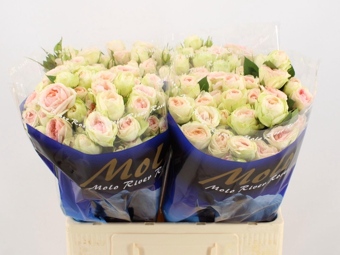 <h4>R TR RLM  ING KRISTI</h4>