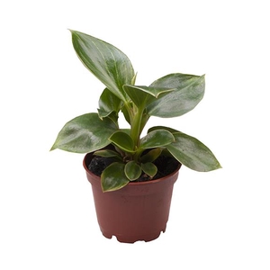 Philodendron White Measure  6Ø 15cm