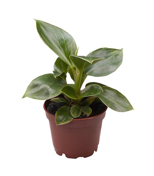 Philodendron White Measure  6Ø 15cm