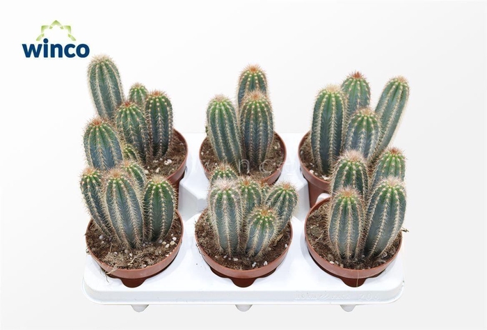 Pilosocereus Gounellei