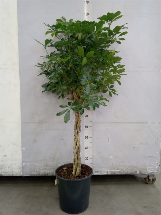 <h4>Schefflera arbor. 'Compacta'</h4>