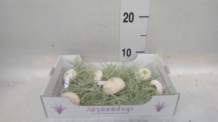 <h4>Arr. Tillandsia L%</h4>