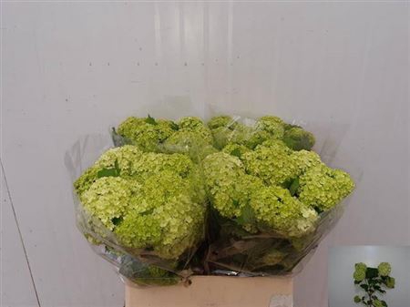 <h4>Viburnum Roseum St 4 Bal</h4>