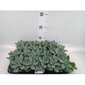 Senecio cephal. 'Mountain Fire'