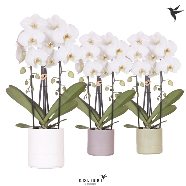 <h4>Kolibri Orchids Cascade Niagara fall 2 spike white in pastel mix</h4>