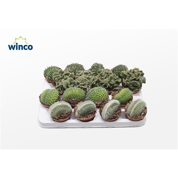 <h4>Cactus Cristata Mix (Exclusive)</h4>