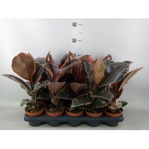 Ficus elastica 'Belize'