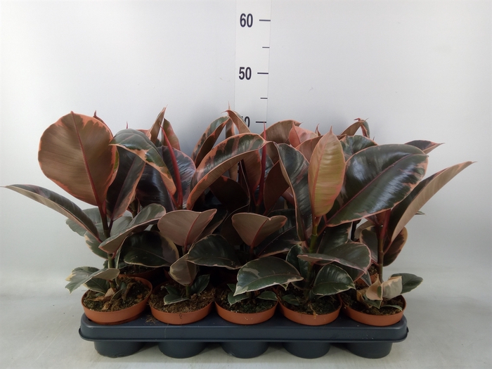 <h4>Ficus elastica 'Belize'</h4>