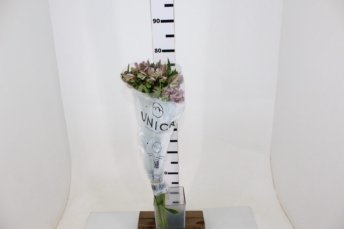 ALSTROEMERIA PLATINA 080 CM