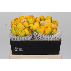Ranunculus Elegance Yellow