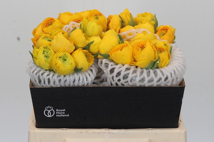<h4>Ranunculus Elegance Yellow</h4>