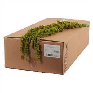 Amaranthus Gepreserveerd