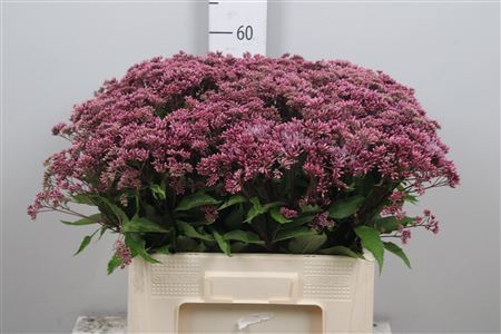 <h4>Eupatorium purpureum</h4>