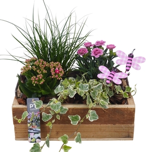 PTPP7053 Arrangement Patio in houten bak