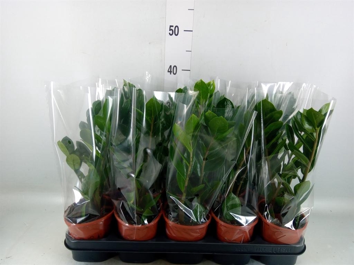 <h4>Zamioculcas zamiifolia</h4>