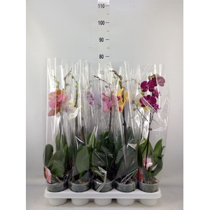 Phalaenopsis   ...mix