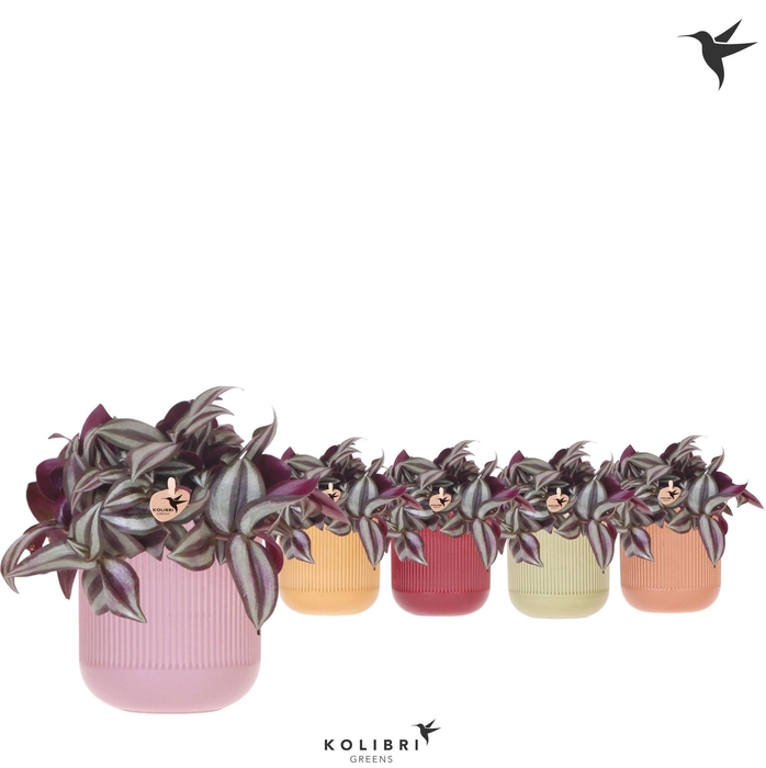 <h4>Kolibri Greens Tradescantia Zebrina in Flare pot mix</h4>