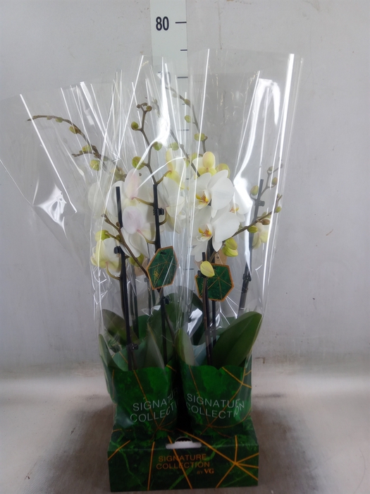 <h4>Phalaenopsis   ...</h4>
