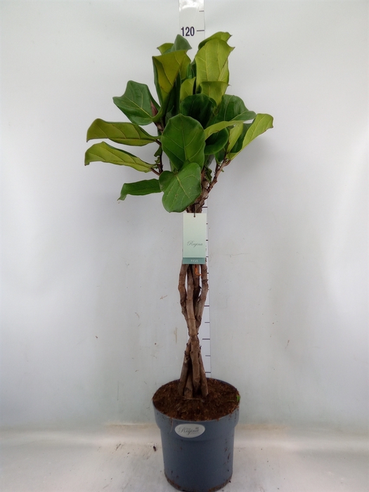 <h4>Ficus lyrata</h4>