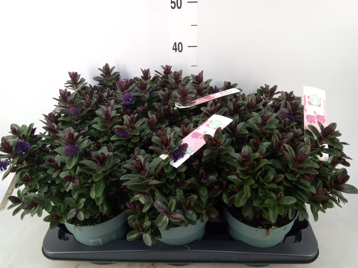 <h4>Hebe  'Vinoa Purple'</h4>